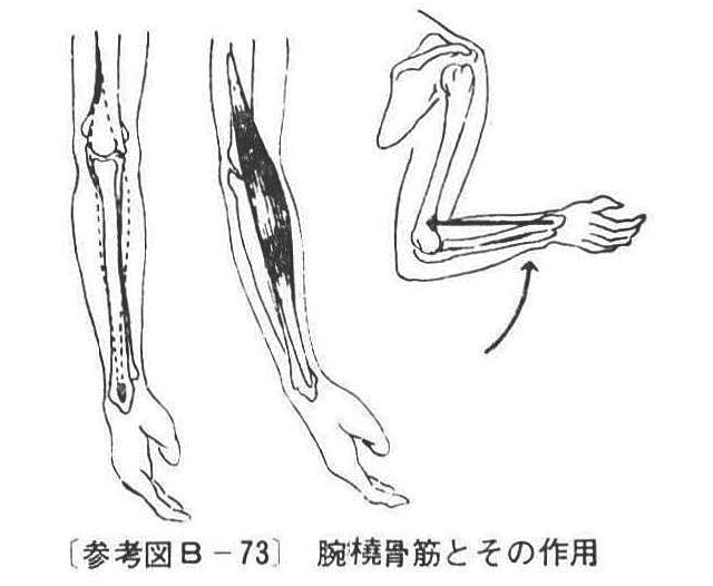 (参考図B-73)腕橈骨筋とその作用