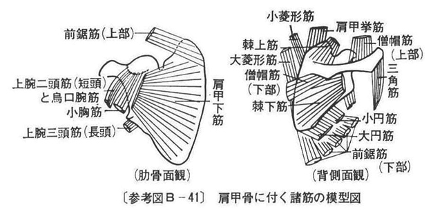 (参考図B-41）肩甲骨に付く諸筋の模型図