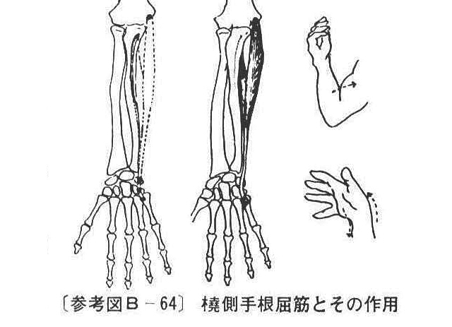 (参考図B-64）撓側手根屈筋とその作用