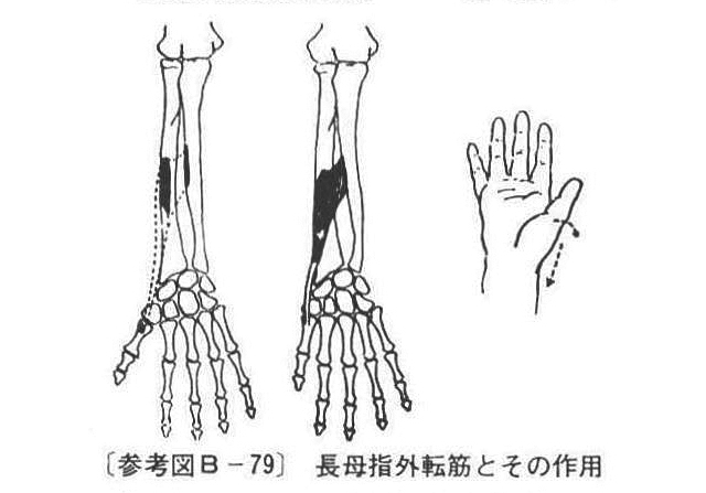 (参考図B-79)長母指外転筋とその作用