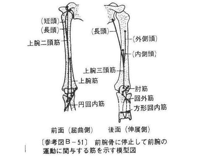 (参考図B-51)前腕骨に停止して前腕の運動に関与する筋を示す模型図