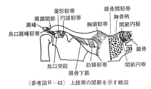 (参考図B-43）上肢帯の関節を示す略図