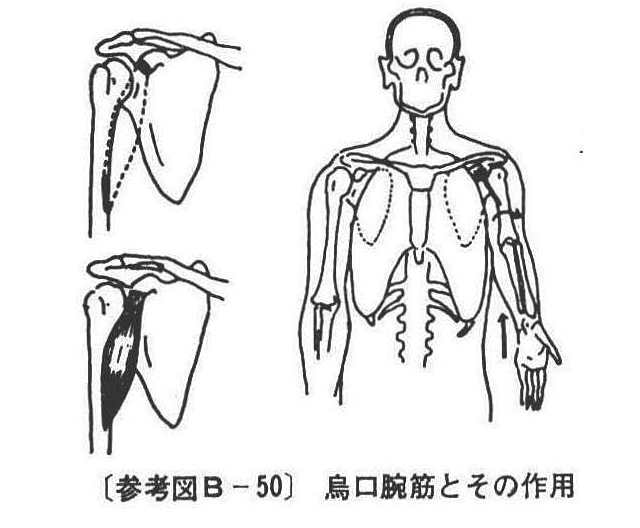 (参考図B-50)烏口腕筋とその作用