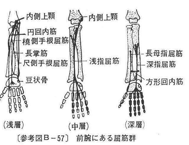 (参考図B-57）前腕にある屈筋群