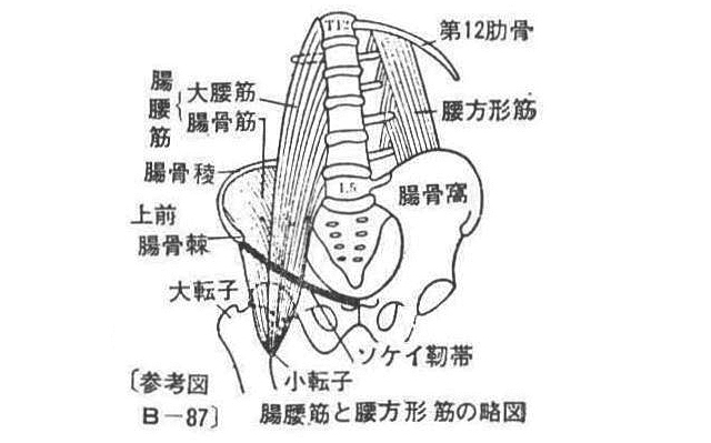 〔参考図B―87〕　腸腰筋と腸方形筋の略図