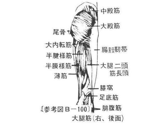 〔参考図B―100〕　大腿筋(右、後面)