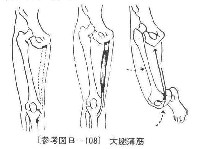 〔参考図B―108〕　大腿薄筋