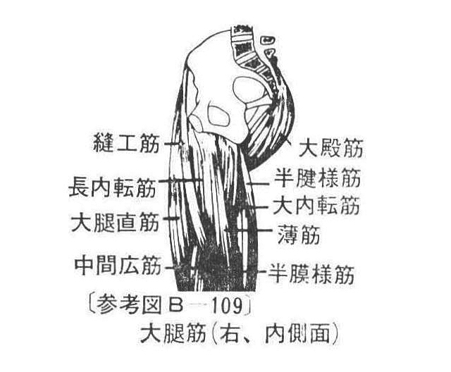 〔参考図B―109〕　大腿筋(右、内側面)