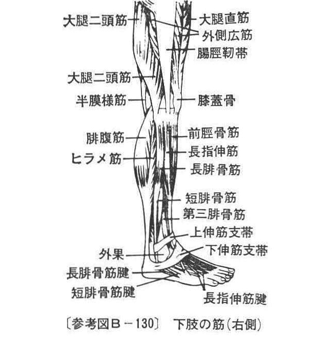 〔参考図B-130〕　下肢の筋(右側)