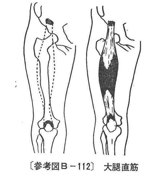 〔参考図B-112〕　大腿直筋