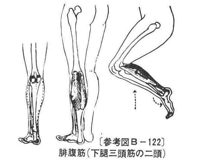 〔参考図B-122〕　腓腹筋(下腿三頭筋の二頭)
