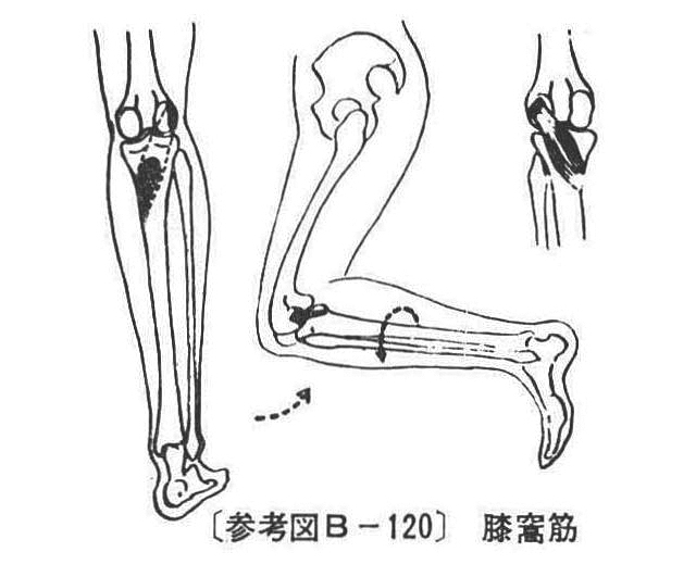 〔参考図B-120〕　膝窩筋