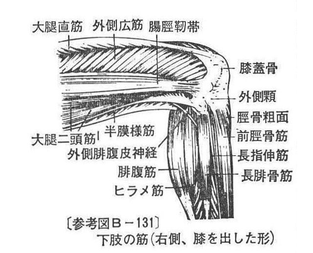 〔参考図B-131〕　下肢の筋(右側、膝を出した形)