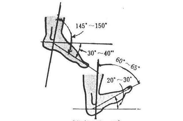 [参考図C－22]足首関節の屈曲と伸展
