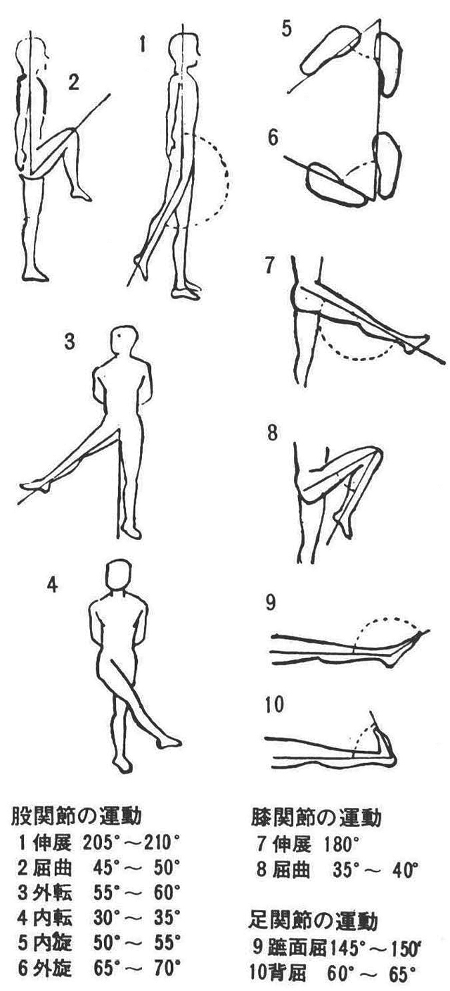 [参考図C－14]股関節、膝関節、足関節の固有の可動性を示す