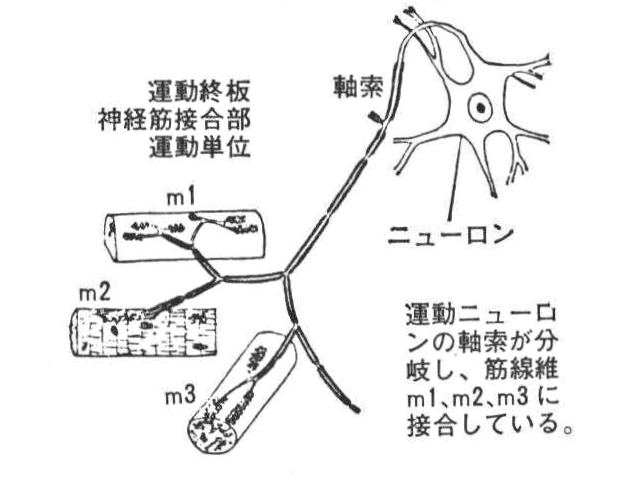 「参考図E]運動単位(ミレディ1962)