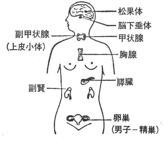 [図1]内分泌腺
