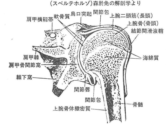 〈図7〉肩関節　右側を前額状断面を後方から見る　　　　(スベルテホルゾ)森於免の解剖学より