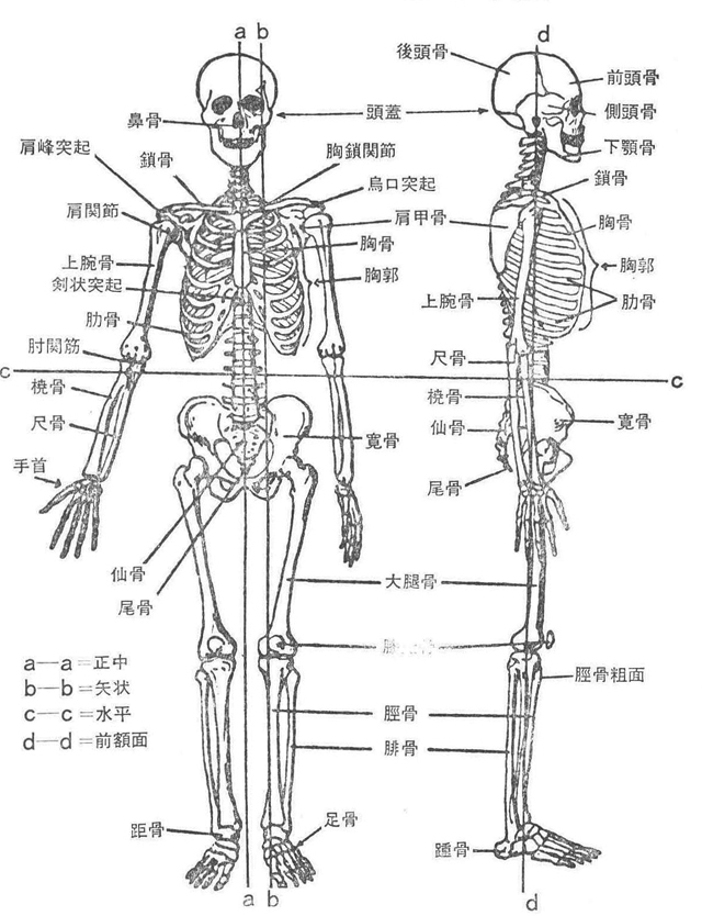 〈図6〉人体の方向用語と骨格名
