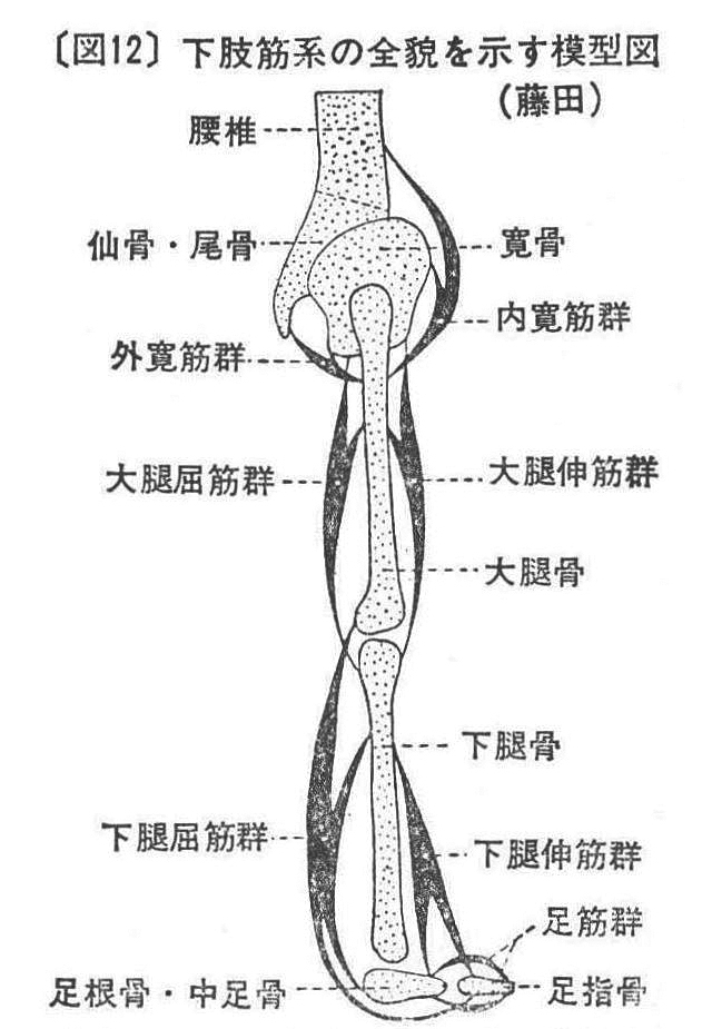 ［図12］下肢筋系の全貌を示す模型図