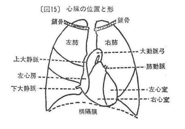 ［図15］心臓の位置と形
