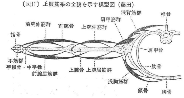 〔図11〕上肢筋系の全貌を示す模型図（藤田）