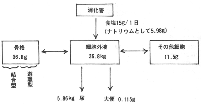 [図1]体内のナトリウム分布(京都府立医大・森本武利、1976年による)