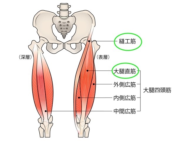 脚のカットに重要な縫工筋と大腿直筋は股関節と膝関節をまたぐ二関節筋である